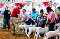 Lamar County Jr Livestock Show 2023